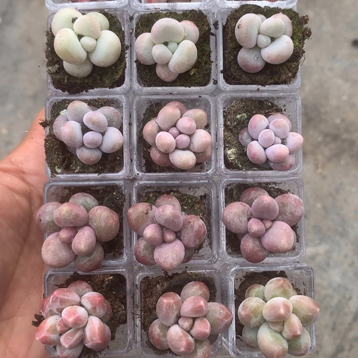 樱花。蛋黄。彩虹。糖果。咖啡。乘以3。包邮