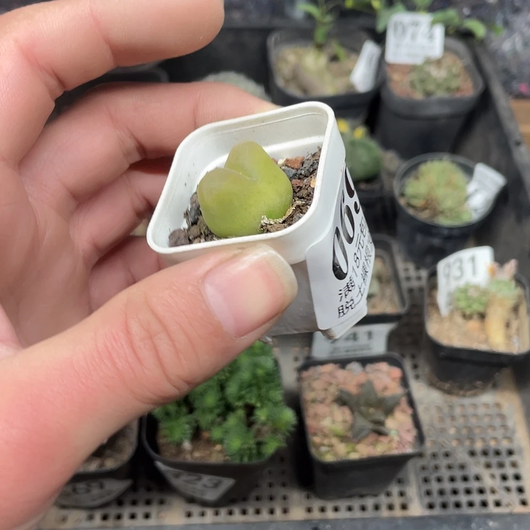 69毛汗尼（满18包邮）