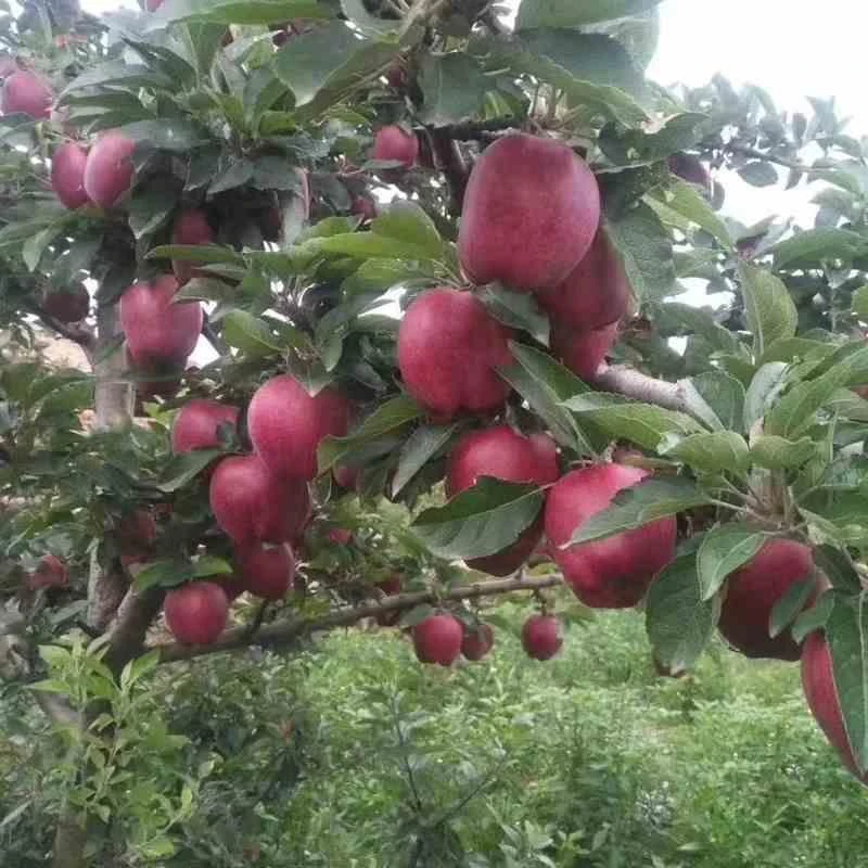 特大花牛苹果树苗嫁接美国蛇果苹果苗粉面苹果树盆栽地栽