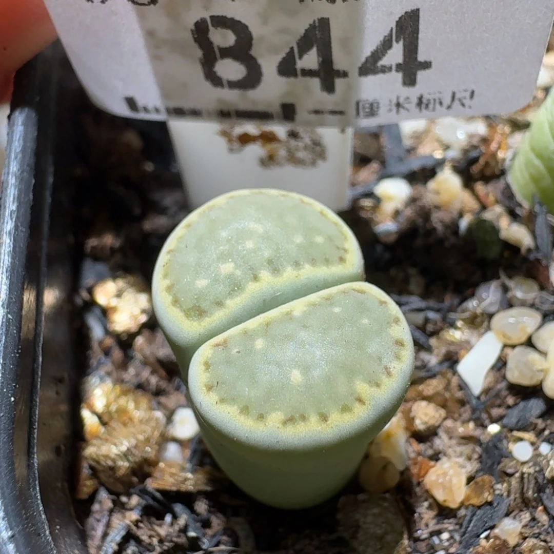 Sss清仓价便宜出844