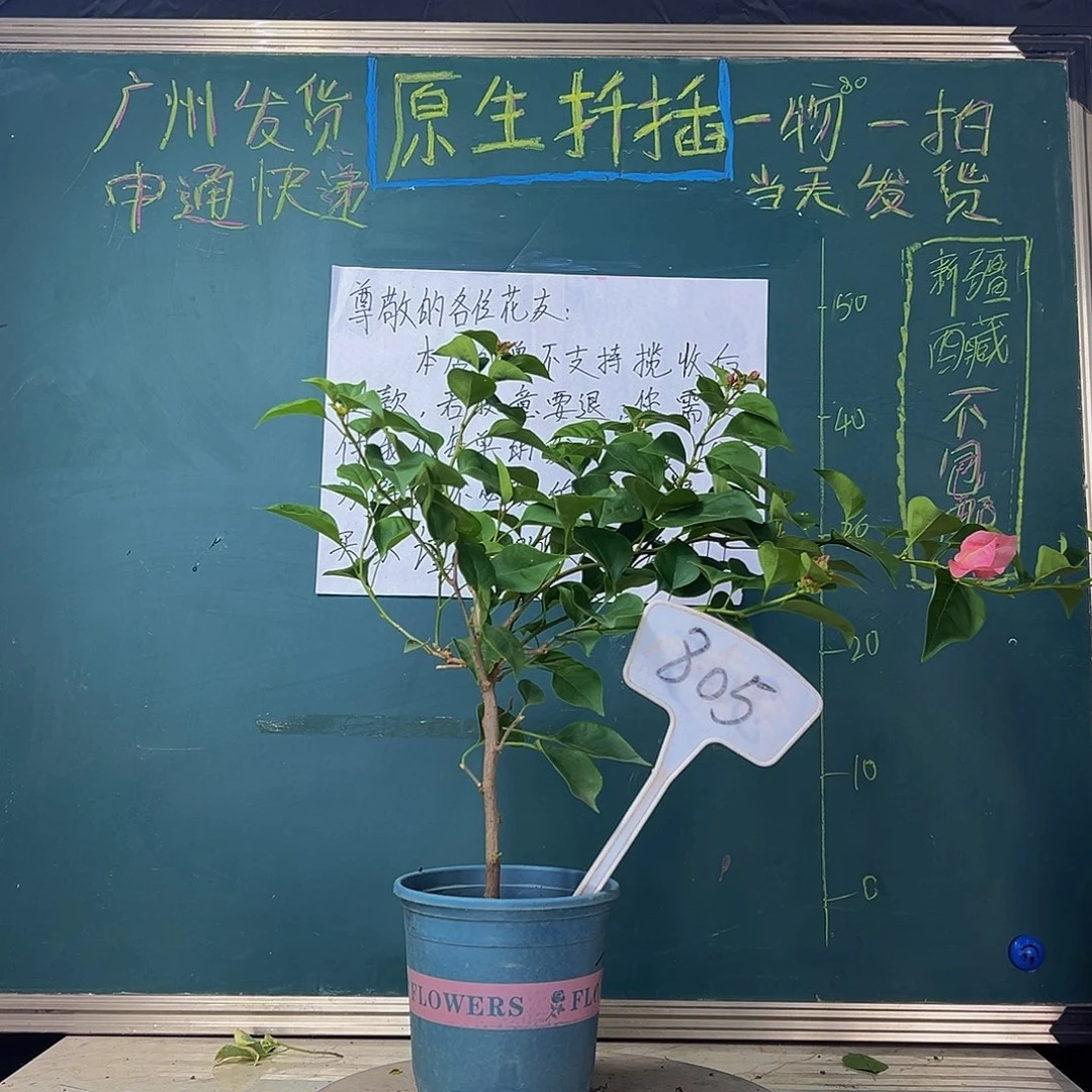 当前无花栽培后可以开花  不甜西瓜  805