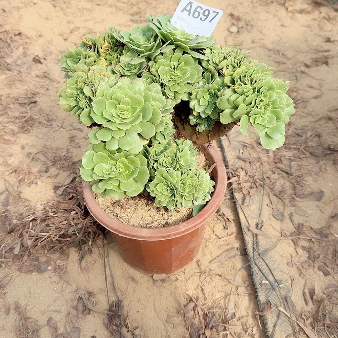 697绿缀朵朵一颗牙呀