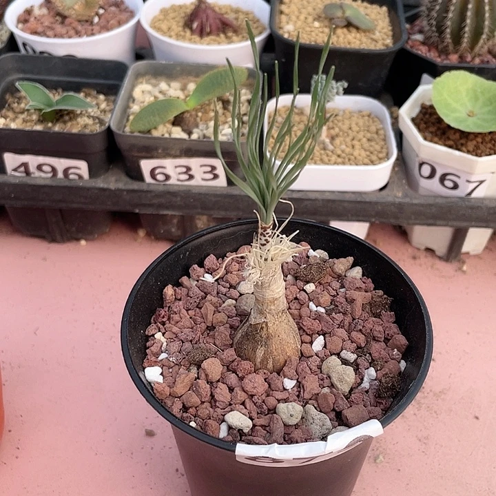 879产地GB豹纹弹簧草