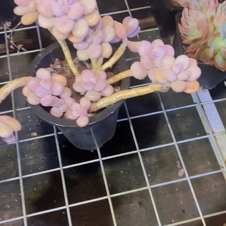 是一个不知名作家或艺术团体