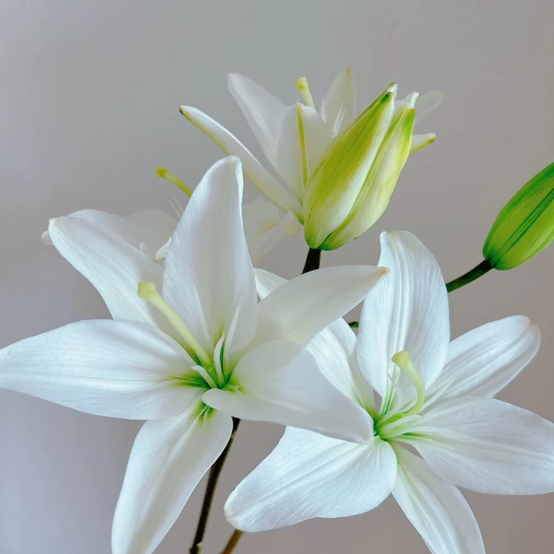 [白精灵亚百合  单瓣无香亚百合鲜花]亚百合小花苞能接受拍