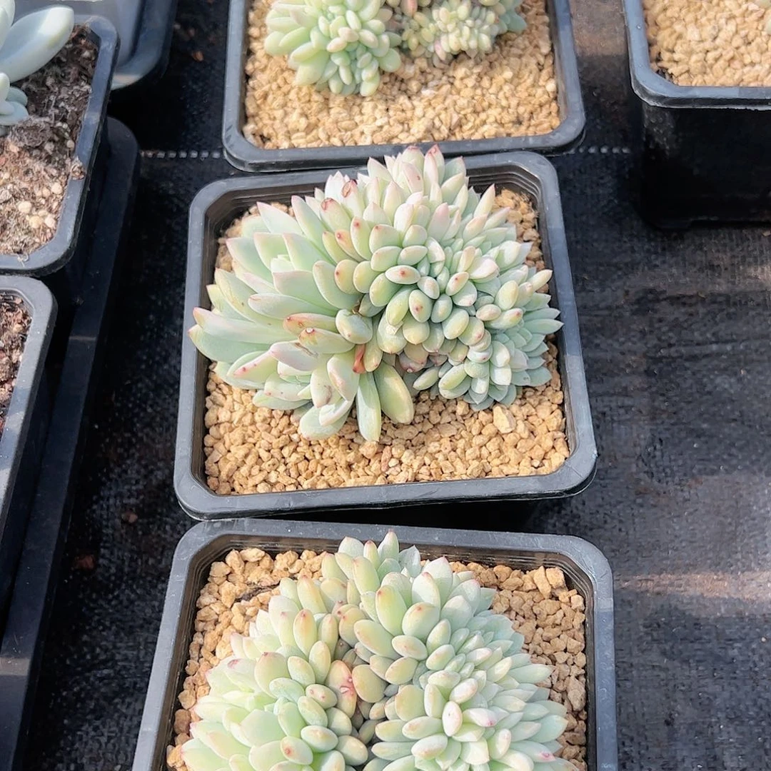 【闪购商品】量拍橙子缀