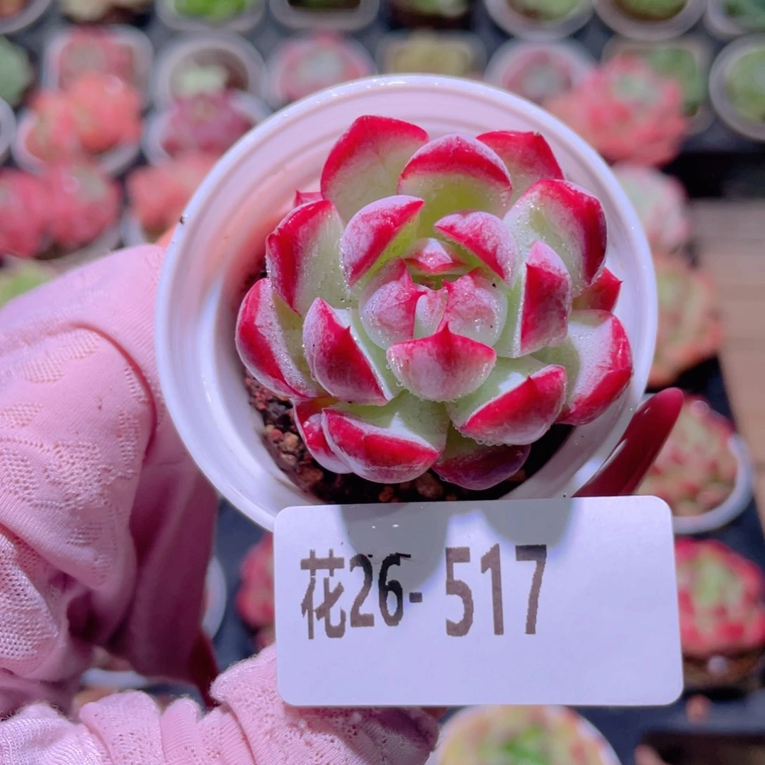 花利美26-517女王玫瑰