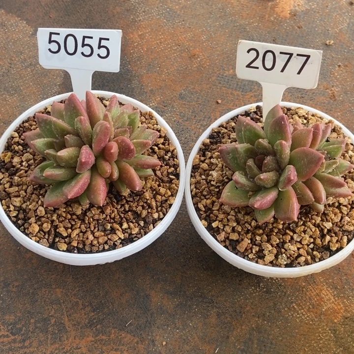 会***人5055。 2077。 两颗迷雾泡泡