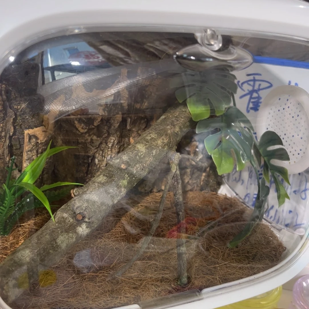 月***爹巨拟加生态箱拍拍拍拍拍