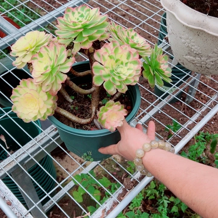 露养海王妖庄多肉法师