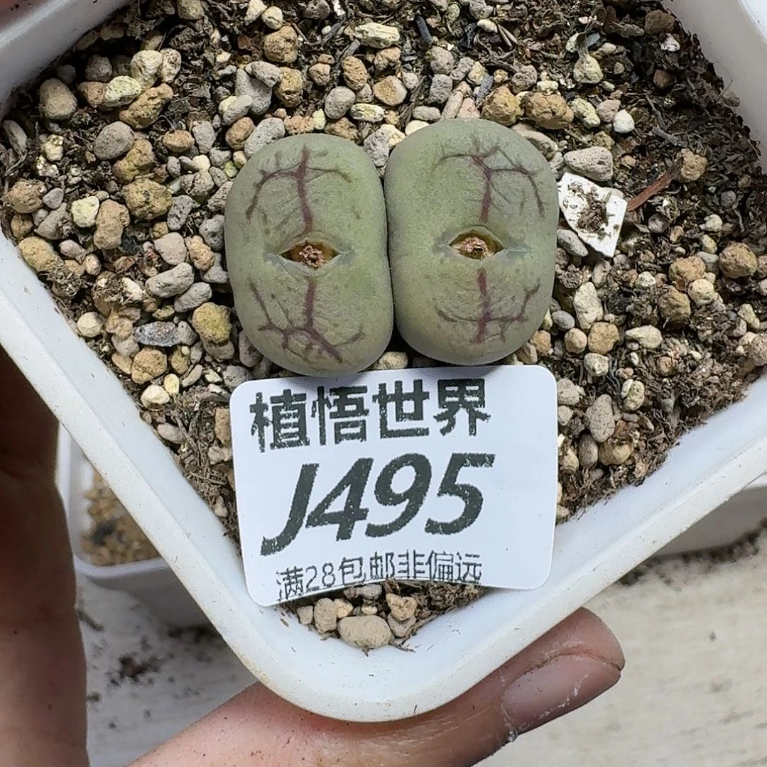 多肉W的润泽的润泽gb