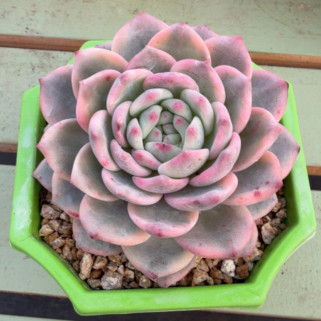 艾丽尔锦锦上园艺一物一拍