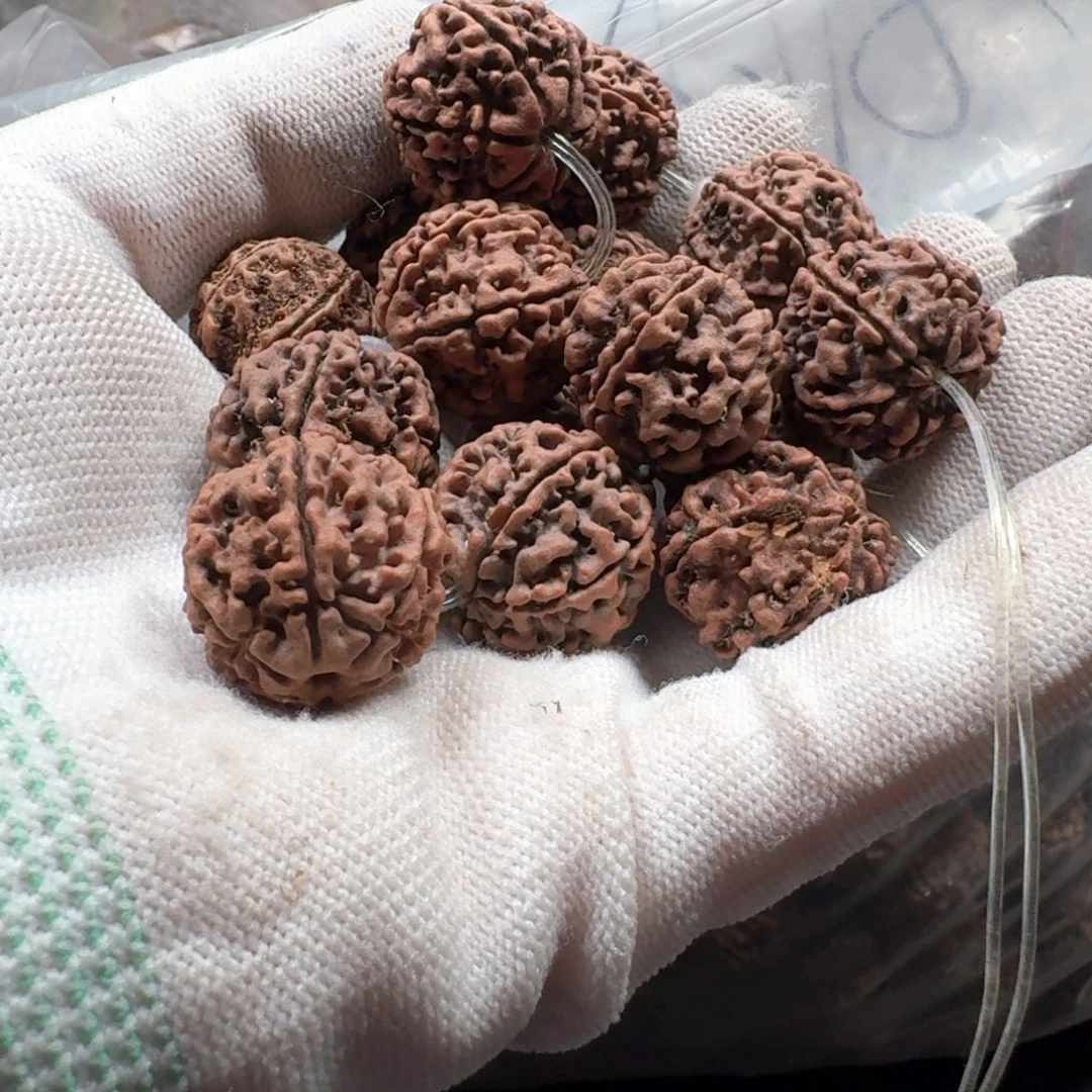 无***为金刚菩提手串20红皮六瓣老籽一包（不退不换）