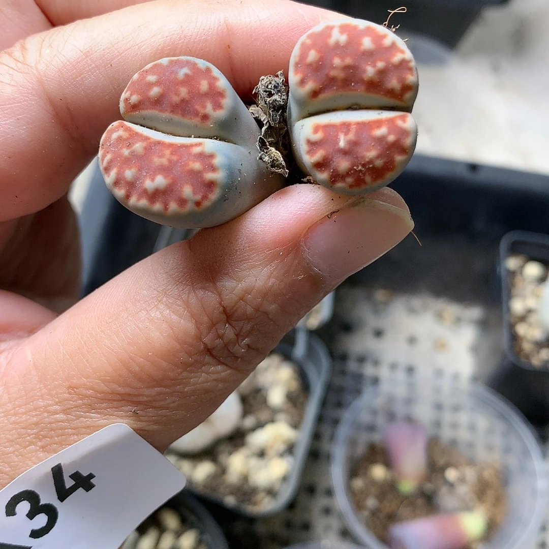 K34多肉植物保护