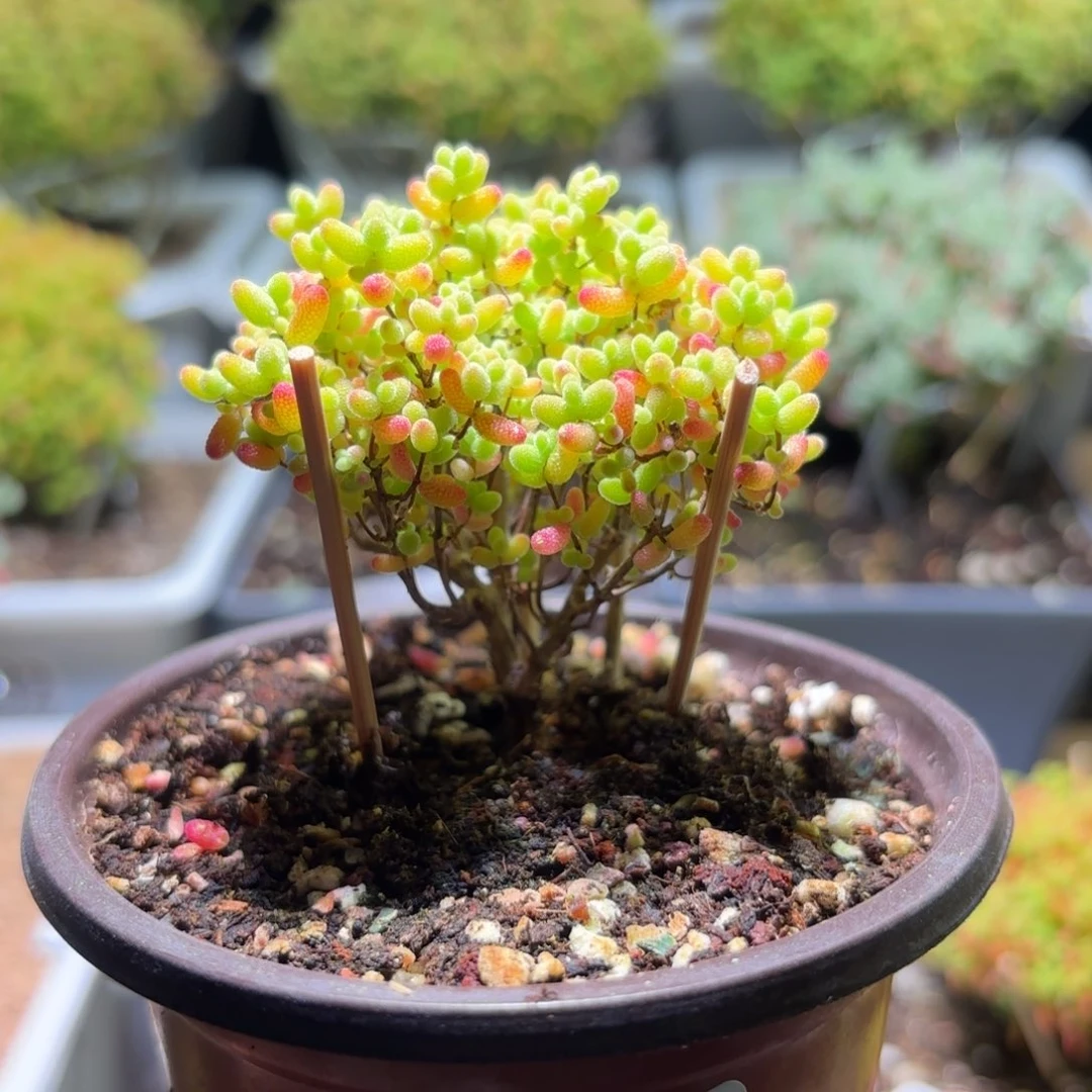 枝干番杏密橘糖球 G519