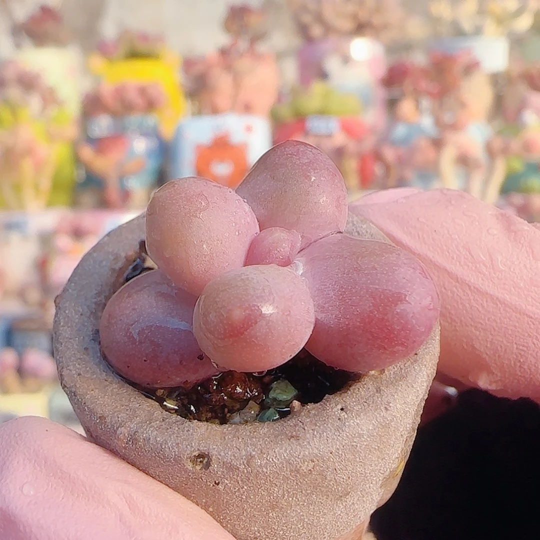 L 小芒果奶 盆口2.5cm