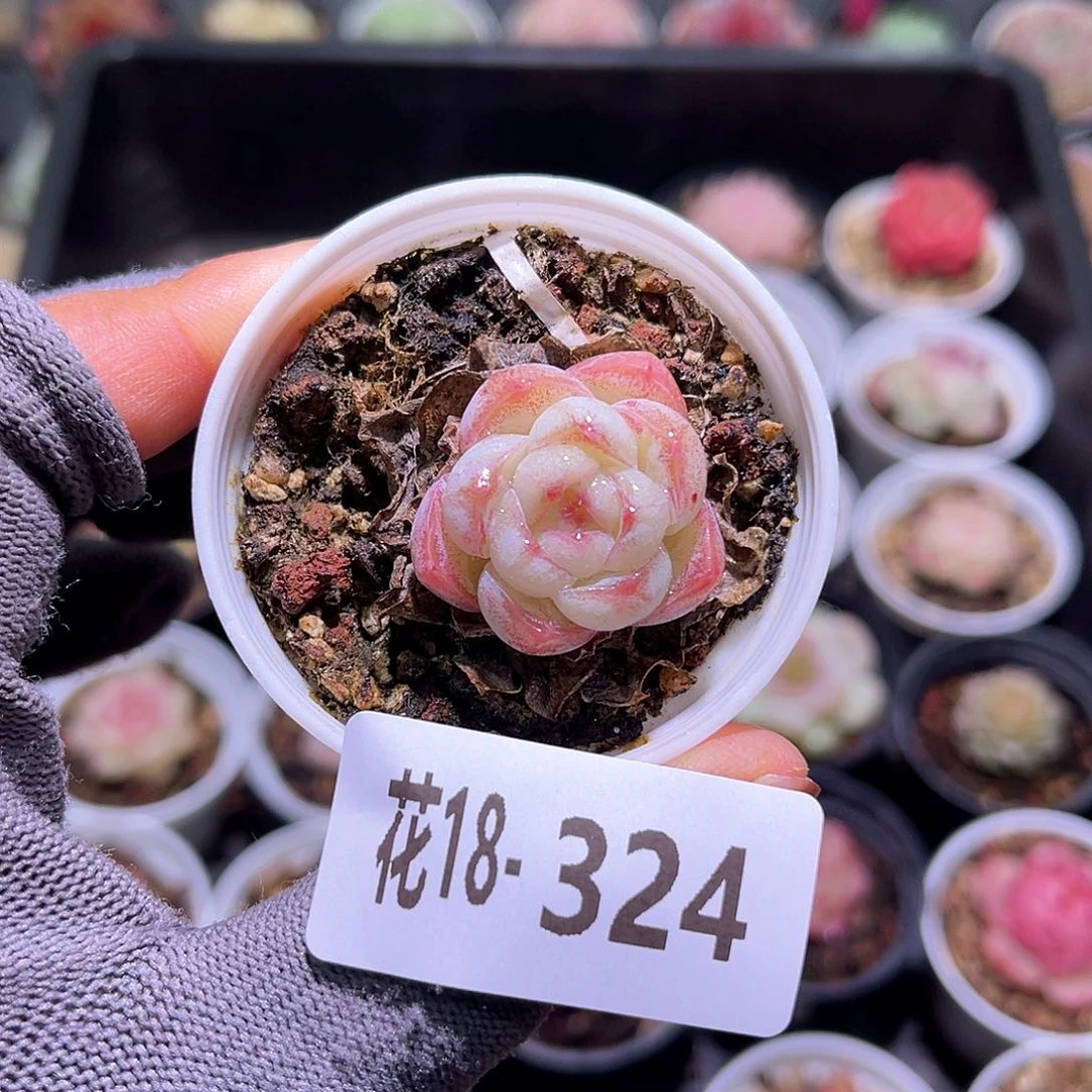 花18-324新品单头
