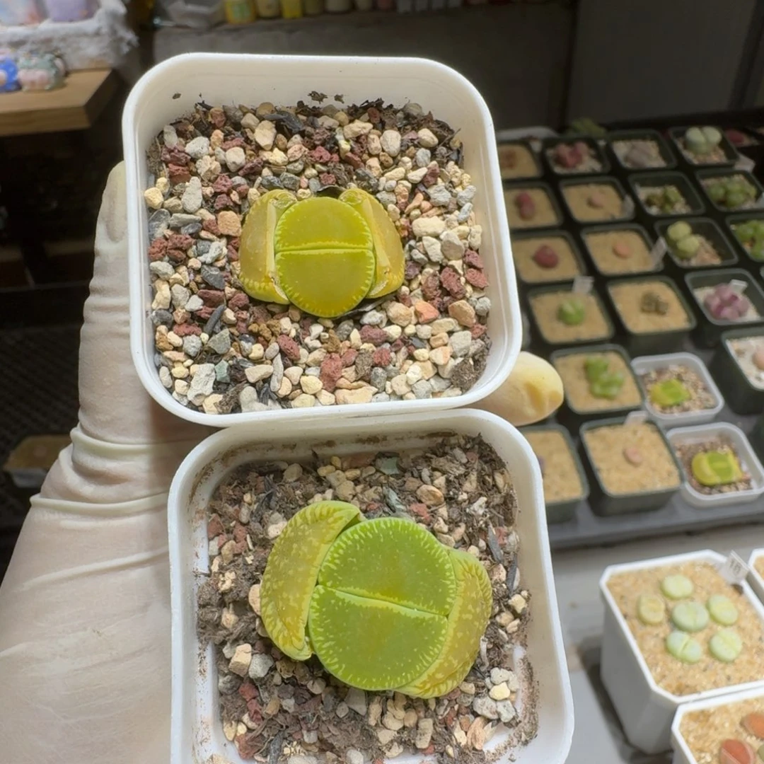 m****u0216-51绿光阳生石花