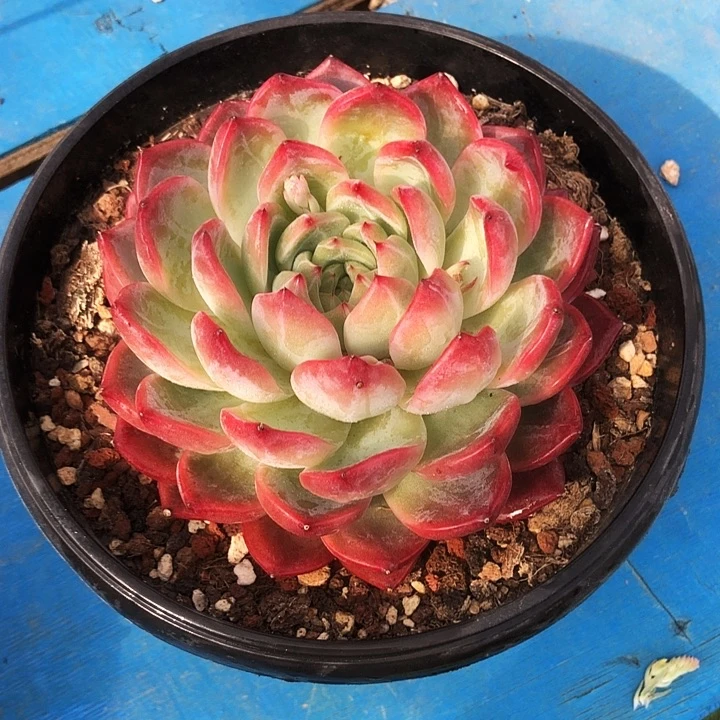 红鸾大单头多肉植物