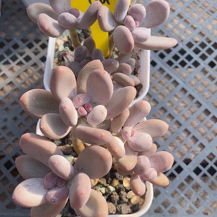 两盆加菲猫多肉植物161