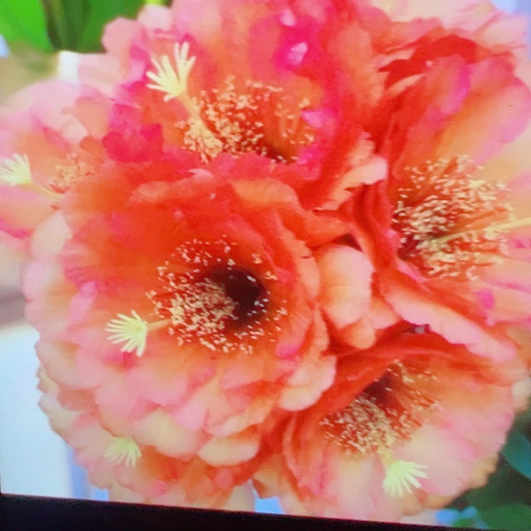 毛花柱 vr116厘米 侧芽 满20包邮