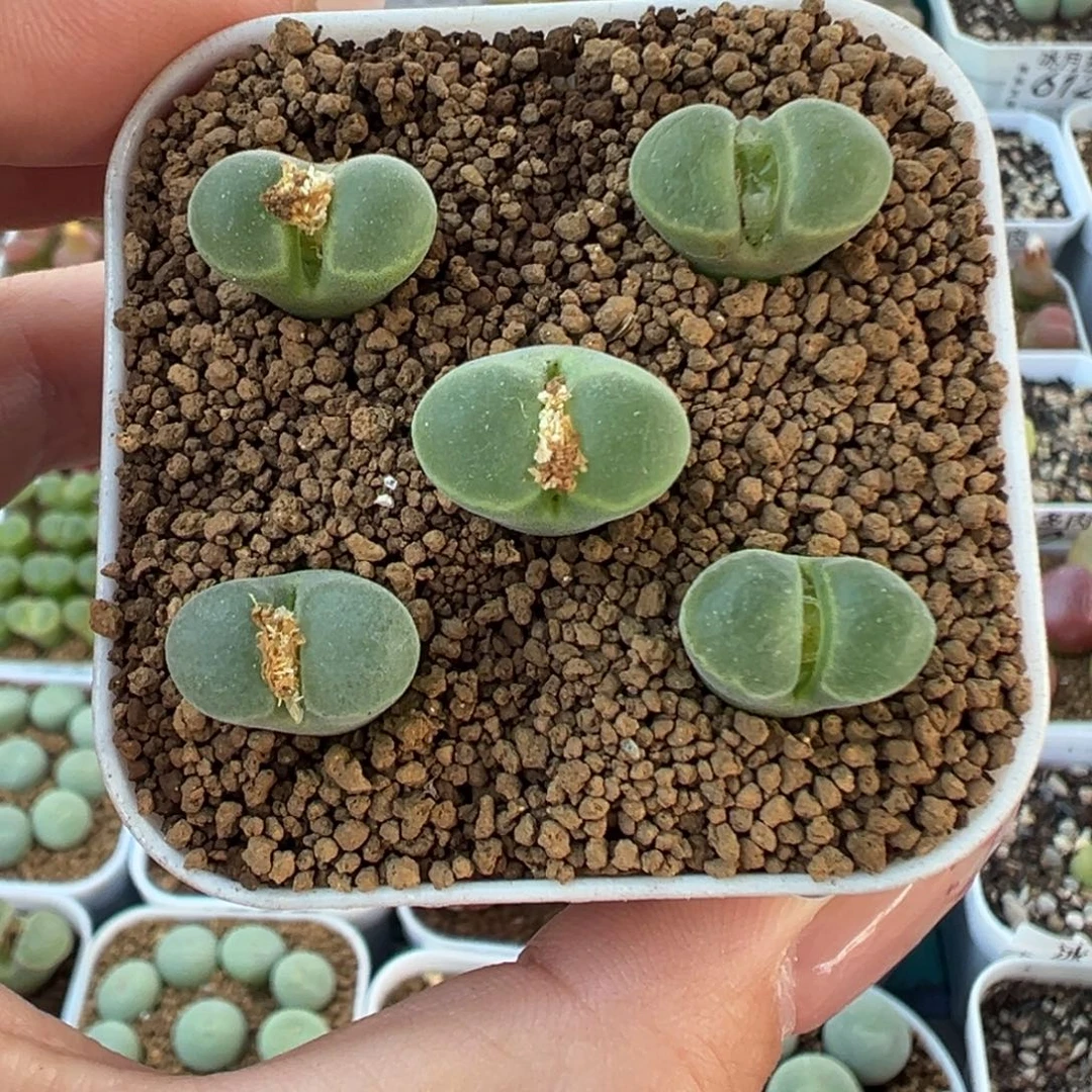 689风铃y400裸根发货