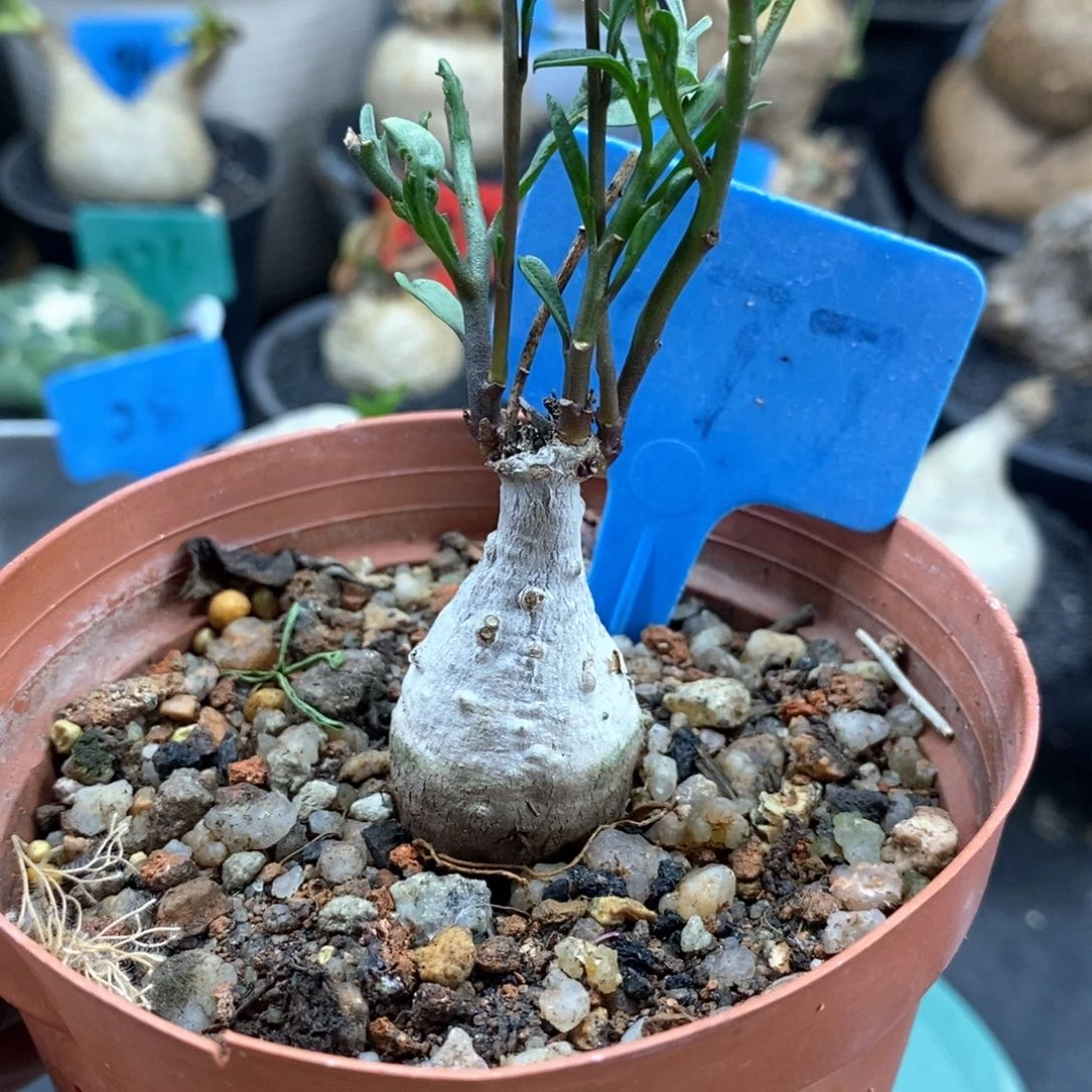 何鲁牵牛多肉植物