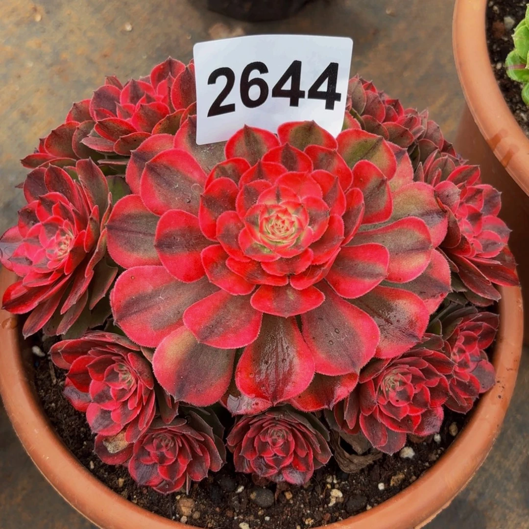 2644多肉植物荔枝