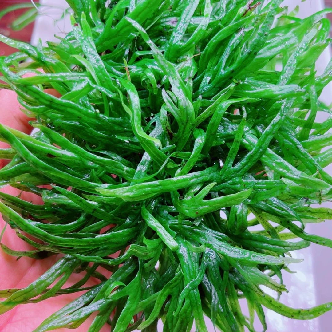 美小呆哇塞套餐一份