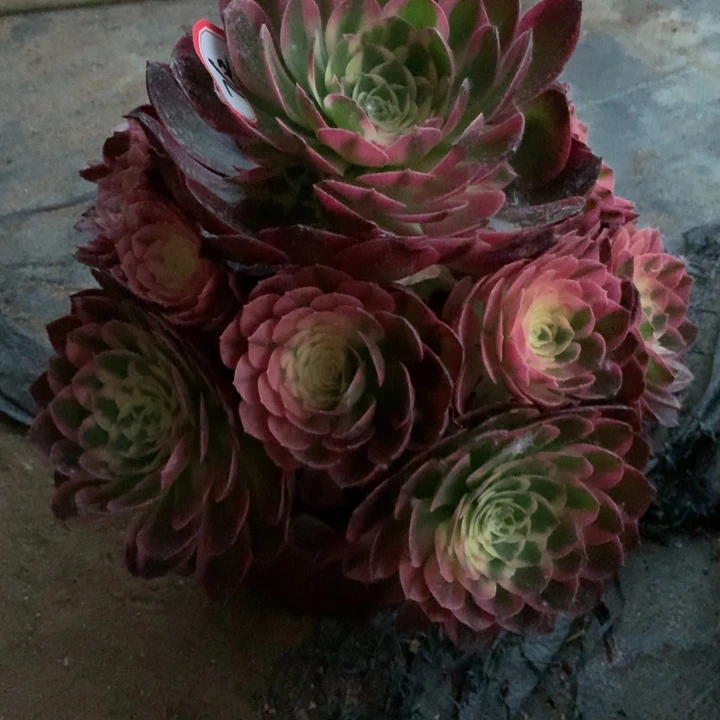 䲜****䲜不包损762号海王手捧