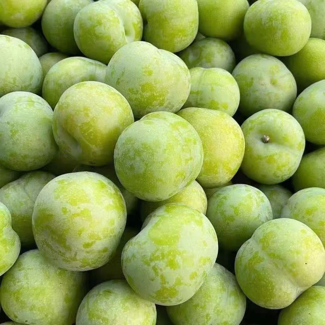 【邮政航空】重庆青脆李现摘现发果园产地直发包邮熊