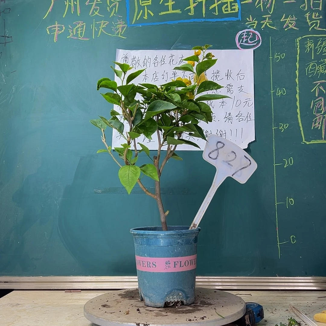 当前无花栽培后可以开花  黄玫瑰  827