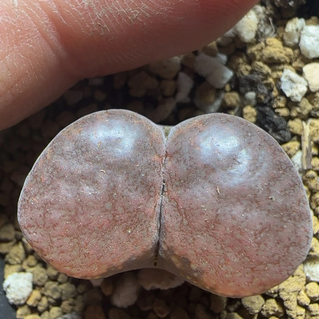 巨无霸漂亮多肉植物49