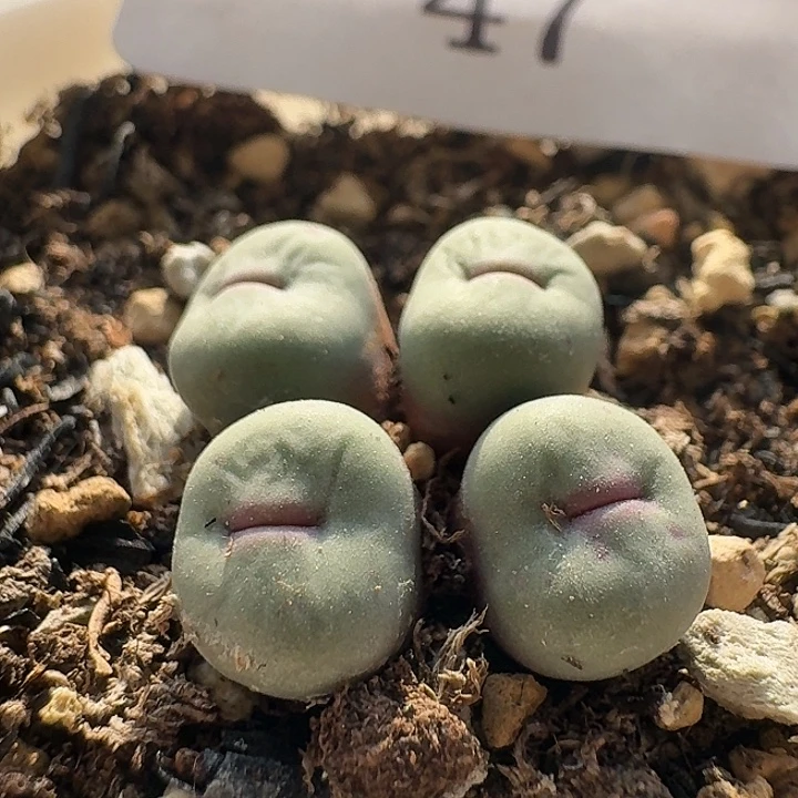 47。小红嘴1380b。