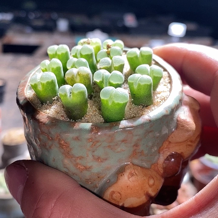 一颗极窗风铃。