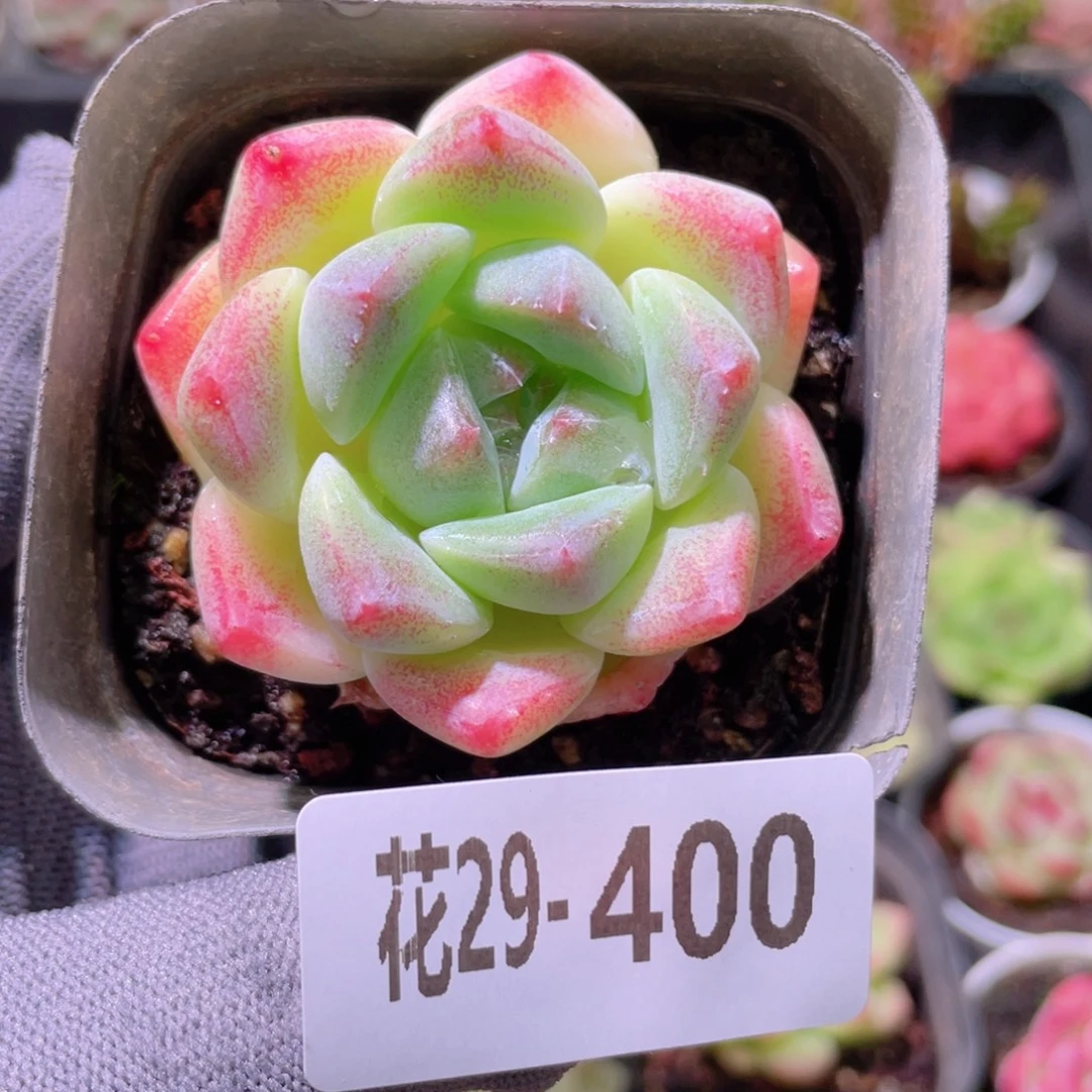 花利美29-400冰糖