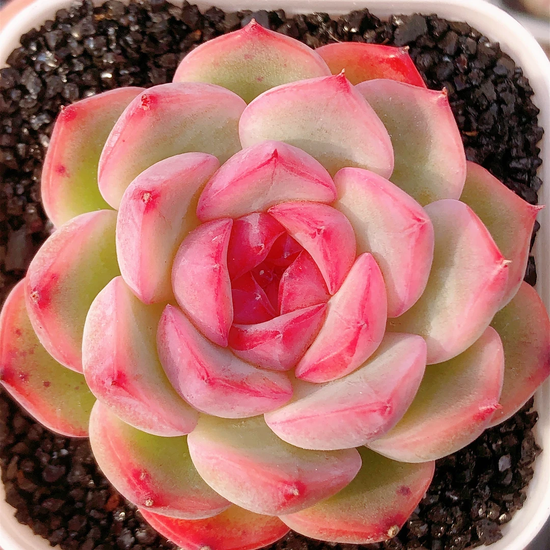 多肉植物   单头玉笛一颗小号（尺寸4左右）满28包邮除偏远