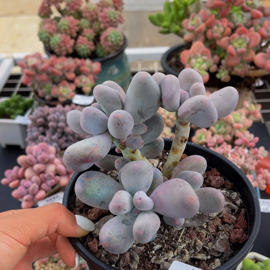 186-米可奶酪多肉8cm