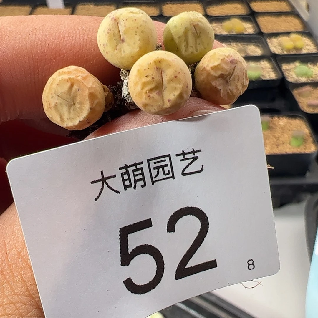 000052 一物一拍……