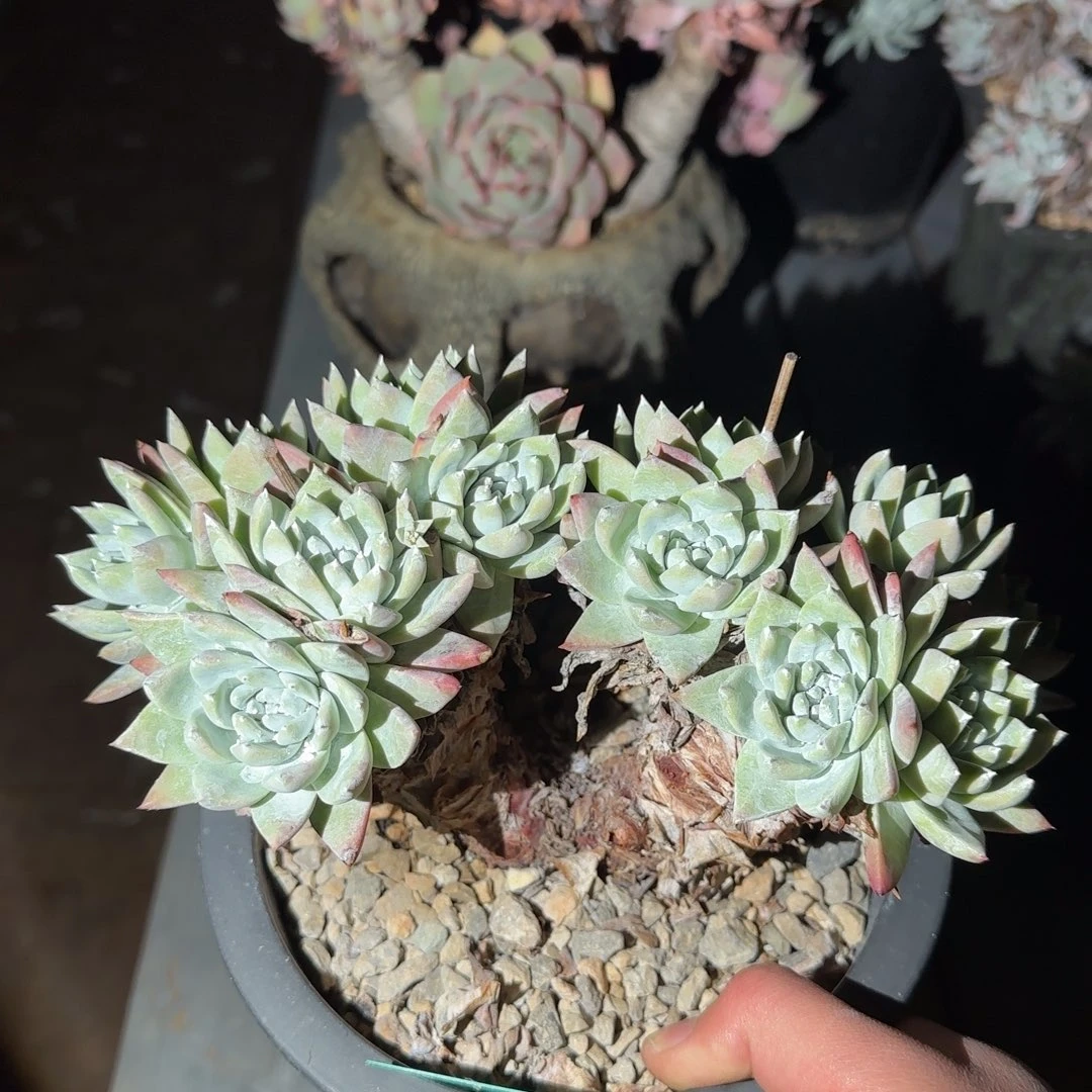 兮*20250201w多肉兮兮姐