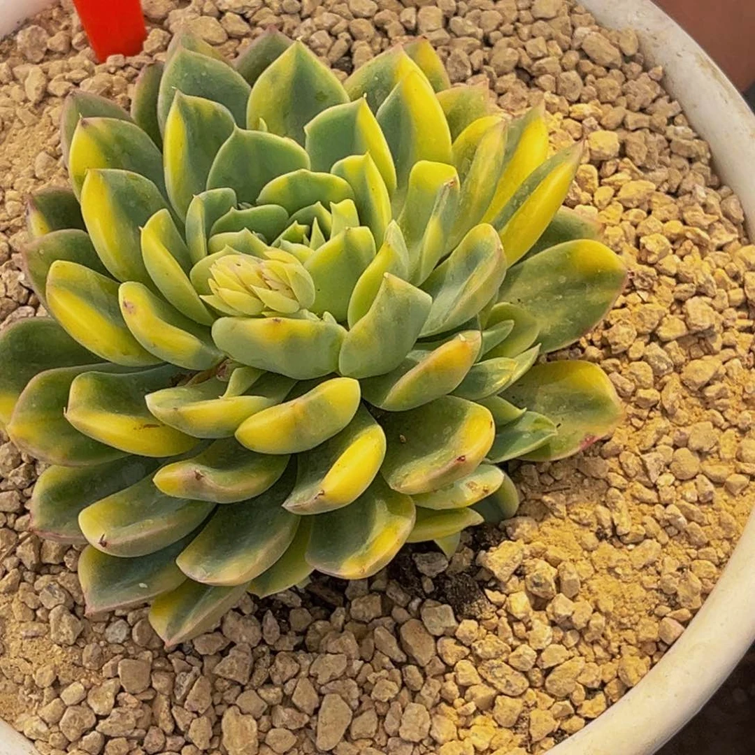 3022号菩提仙子景多肉植物群生多肉植物