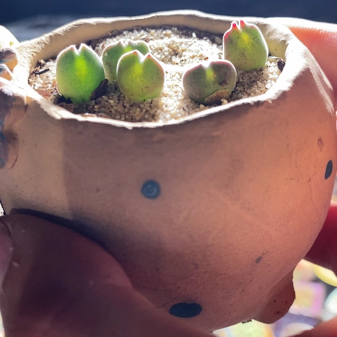 19301。 一颗空蝉。