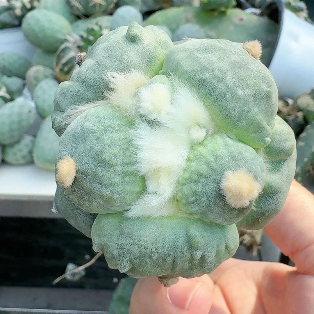 【闪购商品】无花朵达摩满叶怒776