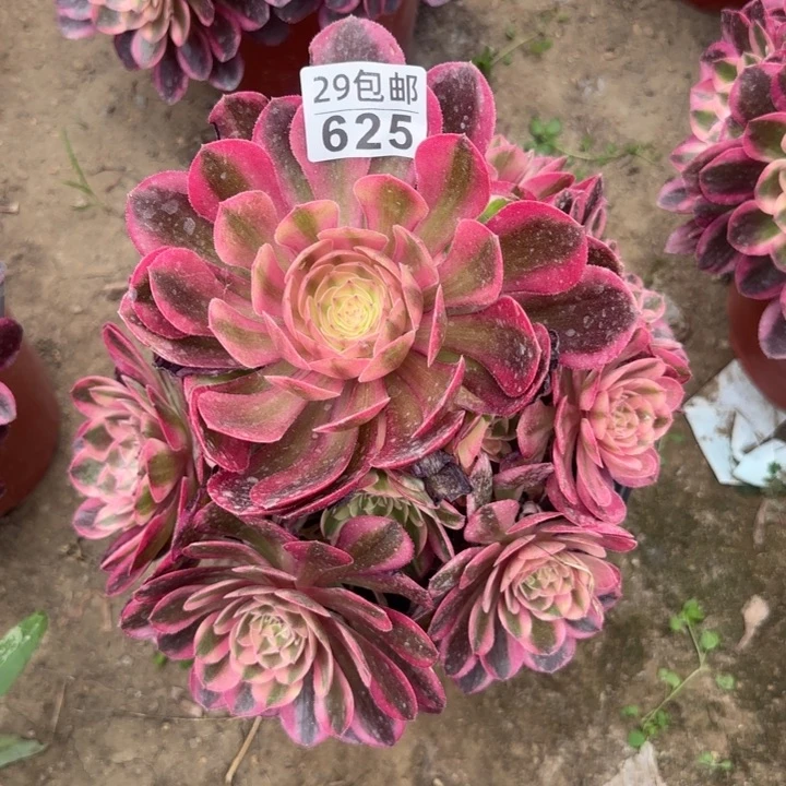 火龙果……多肉植物的