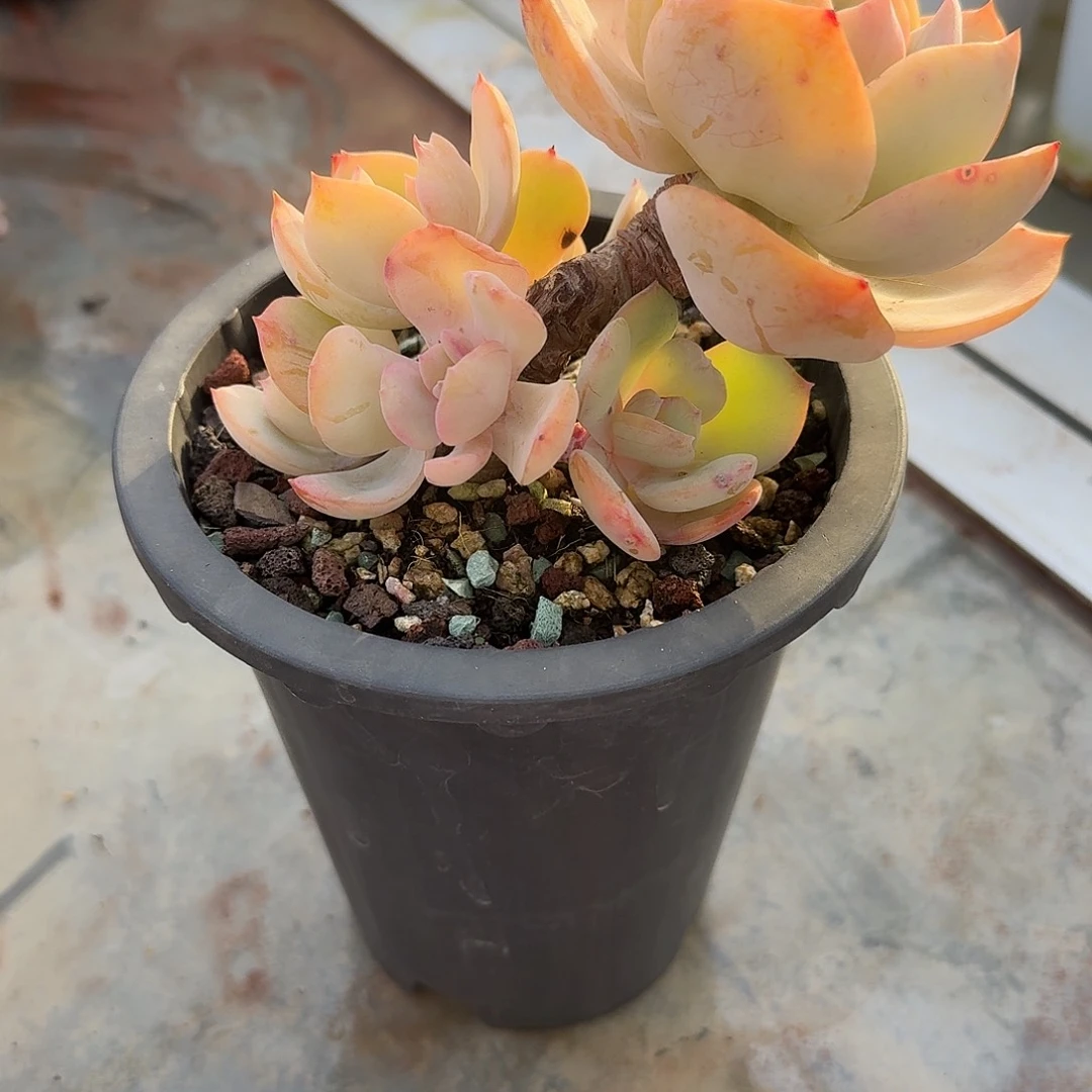 润***白凤多肉植物一颗