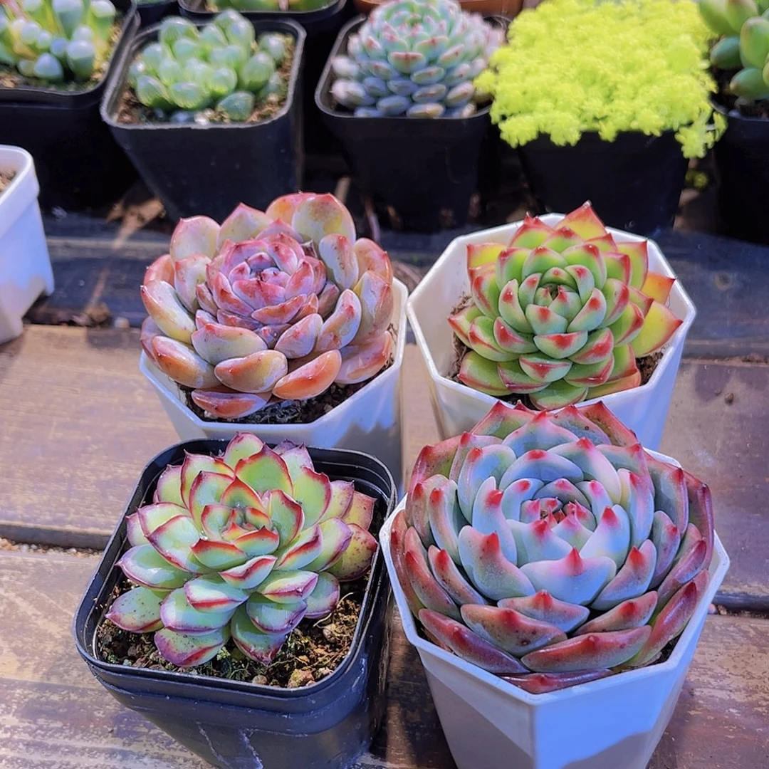 溏心。肉酱。吉娃娃。月亮石