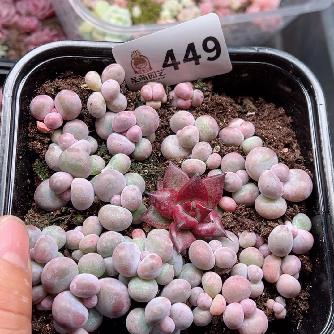 多肉植物多肉植物