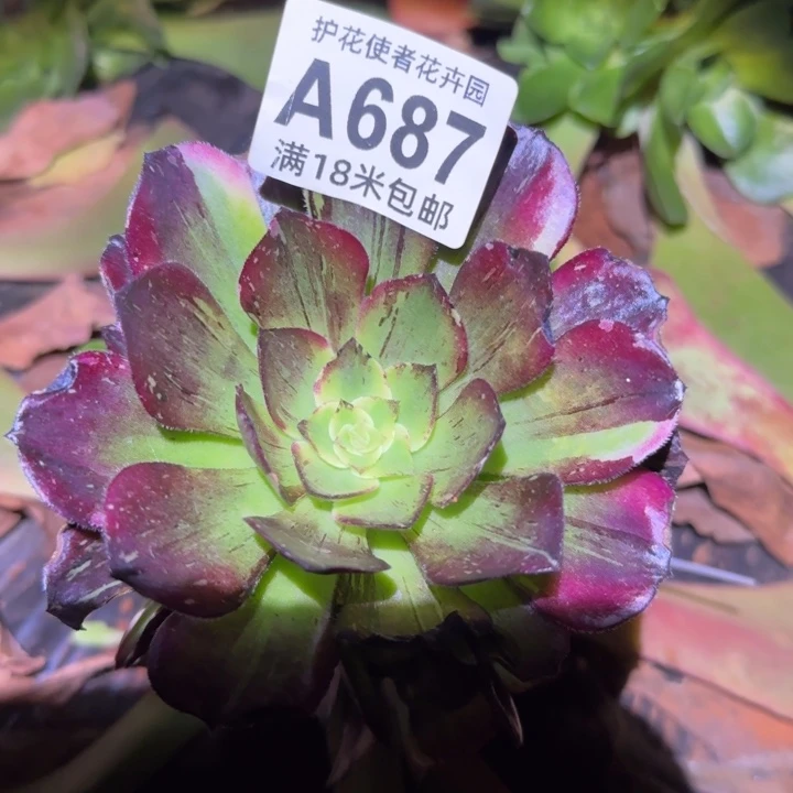 多肉法师伯爵捧花