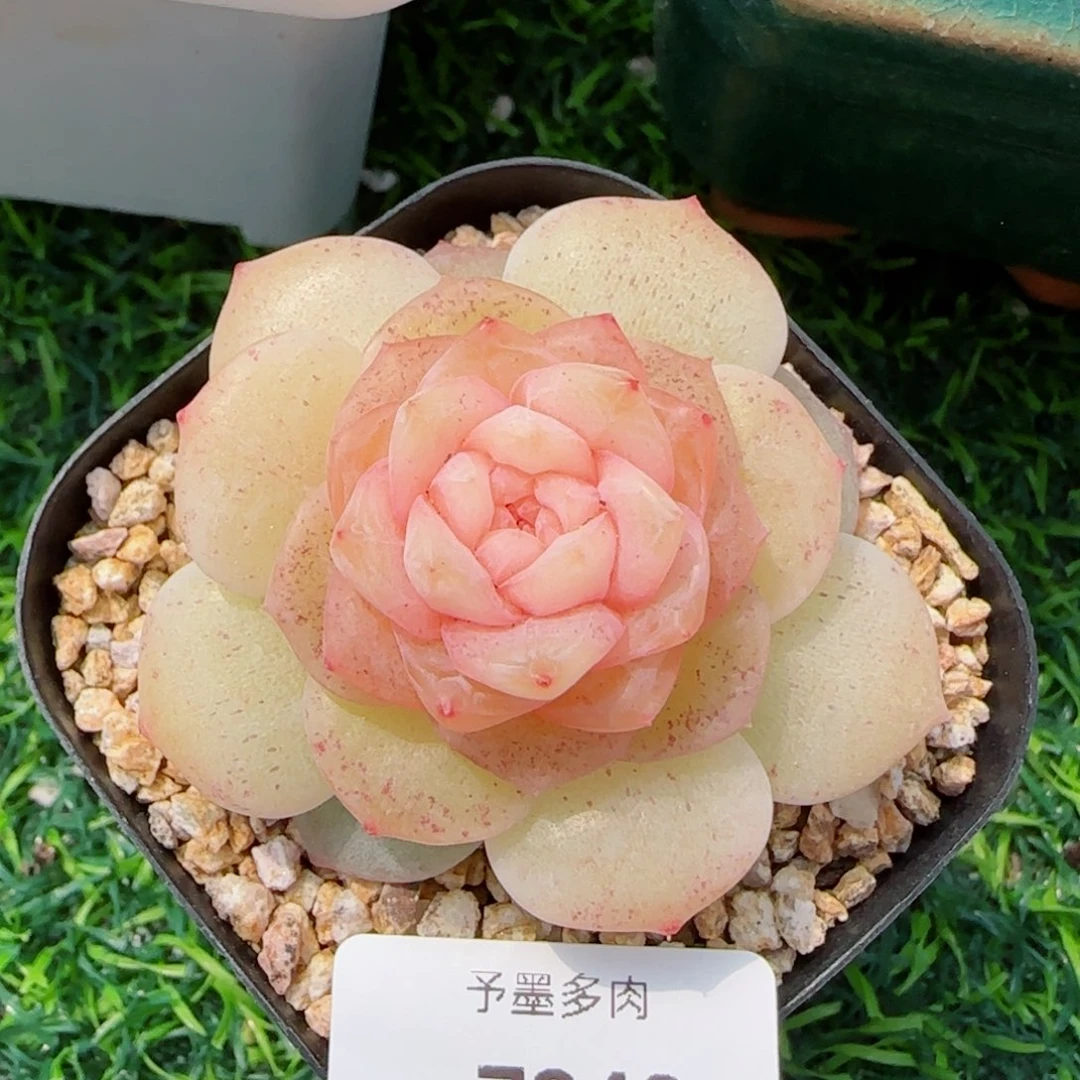 棉花糖，7940多肉植物