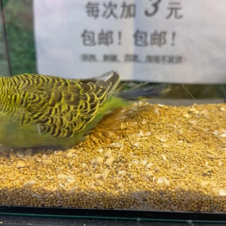 虎皮鹦鹉大头虎皮鹦鹉